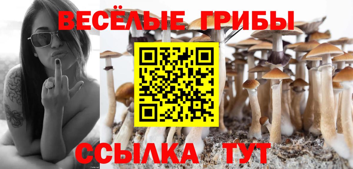 Псилоцибиновые грибы Psilocybine cubensis  Пермь 